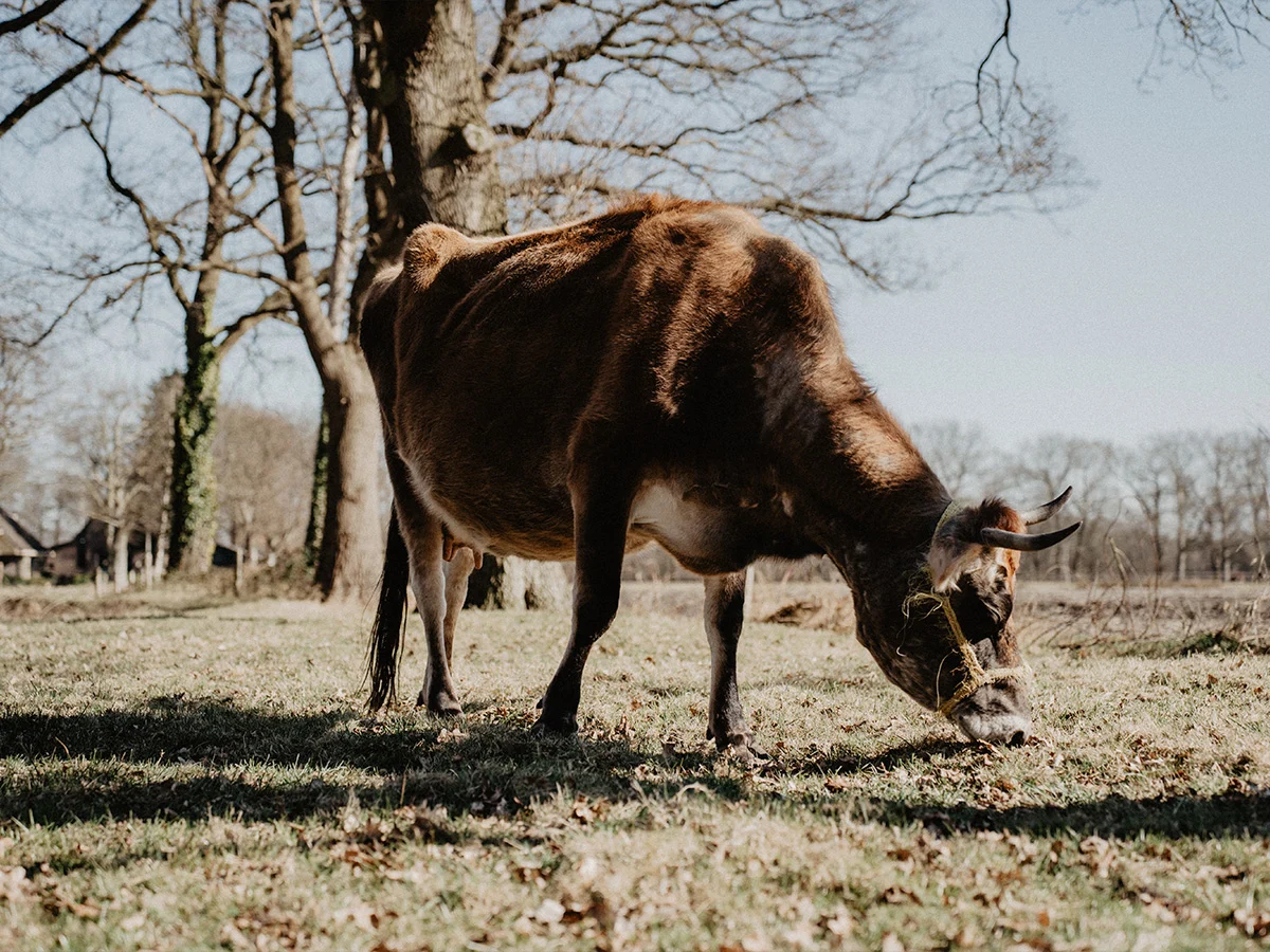 Koe graast in een weiland bij Graashoeve Amelte