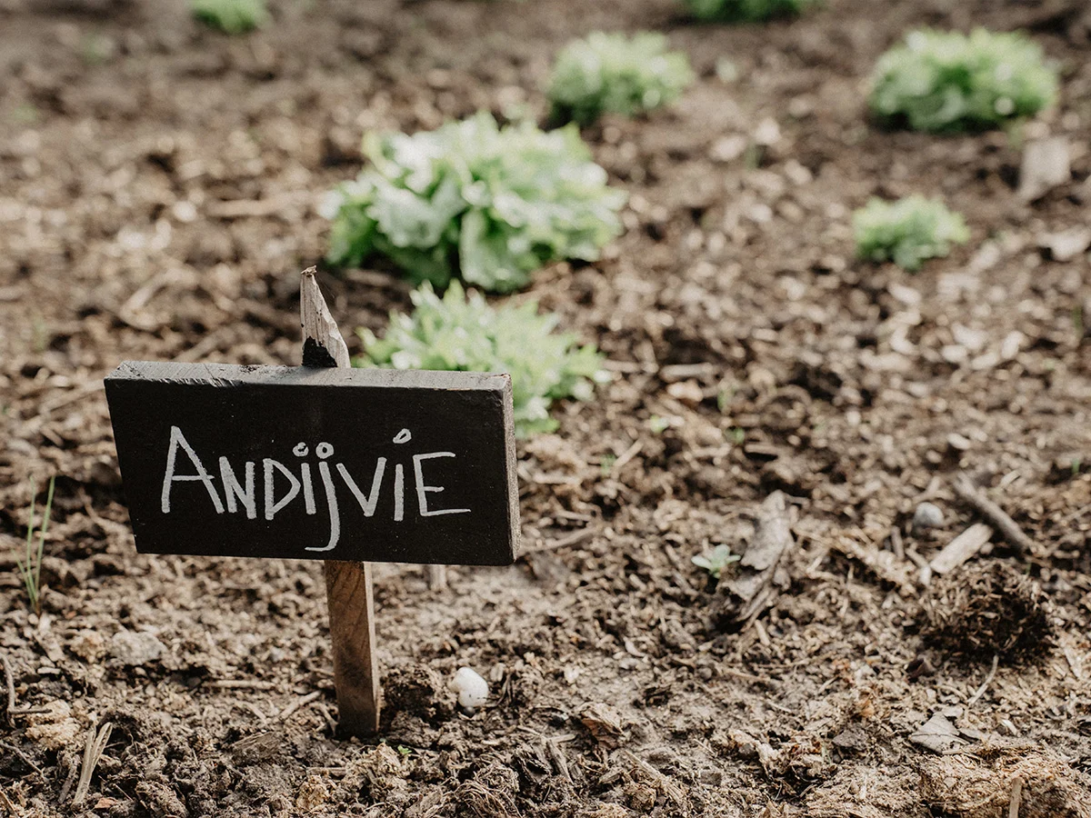 Bordje andijvie in de moestuin van Graashoeve Amelte